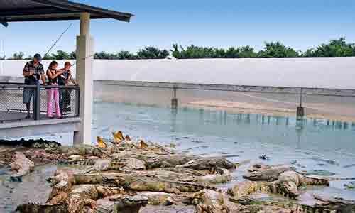 廣州長隆鱷魚公園攻略