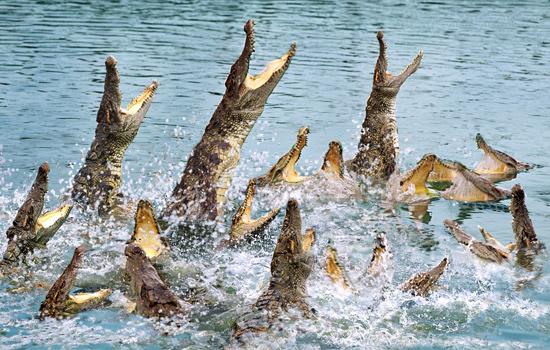 廣州長隆鱷魚公園攻略