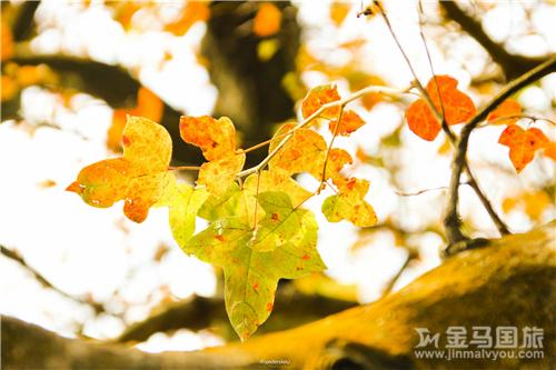 從化石門紅葉