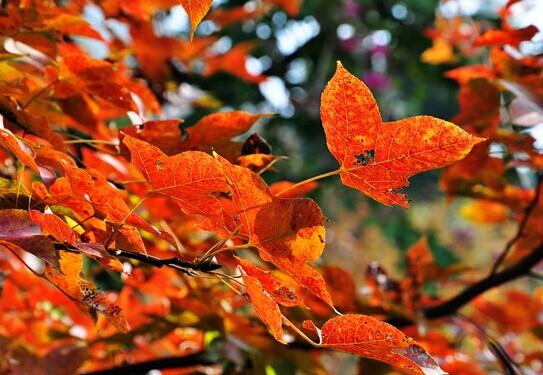 從化石門國家森林公園紅葉