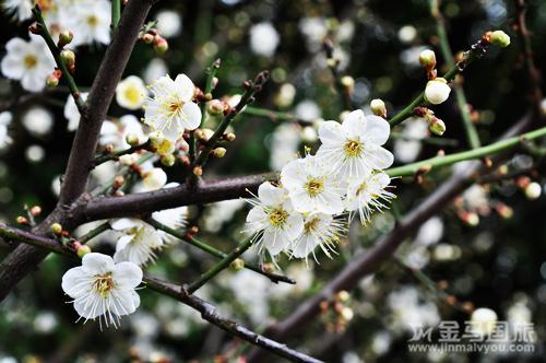 蘿崗香雪