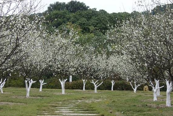 蘿崗香雪公園梅花