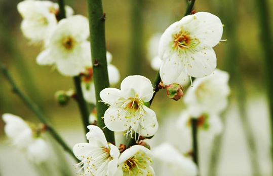 蘿崗香雪公園梅花