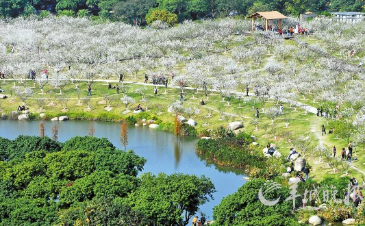 蘿崗香雪公園梅花