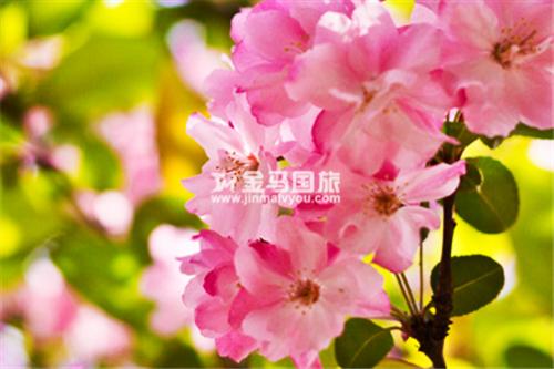云南旅游景點