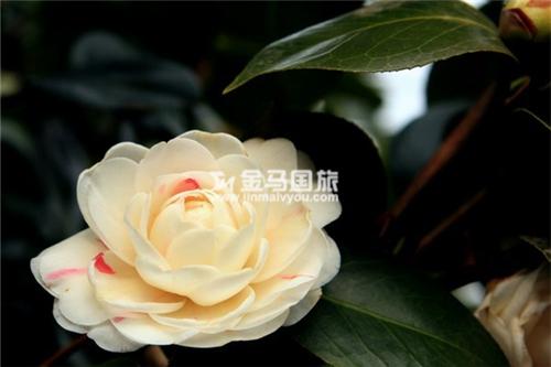 云南旅游景點