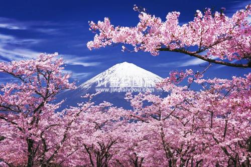 日本櫻花