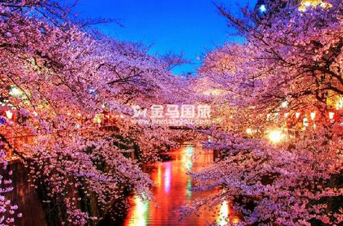 日本櫻花