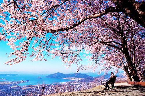 韓國(guó)櫻花
