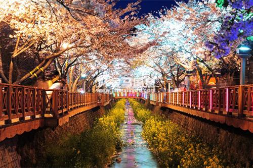韓國(guó)櫻花
