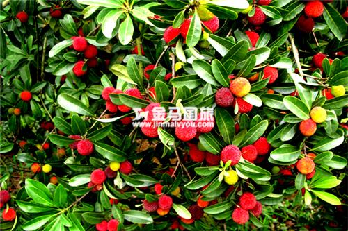 廣州六一好去處